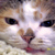 :iconfogger1138:
