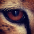 :iconfogonlittlecatfeet: