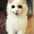 :iconfoiespoiramour: