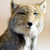 :iconfoing: