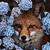 :iconfokkusu-04: