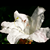 :iconfolklore18:
