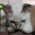 :iconfontixnet: