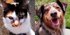:iconfor-animals: