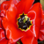 :iconfor-inspiration: