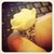 :iconforbiddendawn: