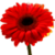 :iconforcom: