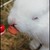 Fordinand :iconfordinand: