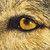 :iconforeignoakkennels: