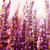 :iconforest-delta: