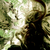 :iconforest-druid: