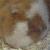 :iconforestanddestiny: