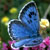 :iconforestaura1124: