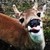 :iconforestdraco:
