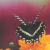 :iconforestgold: