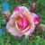 :iconforever-rose: