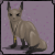 :iconforever-shattered: