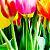 :iconforever-spring: