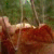 :iconforeverembracethesun: