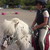 :iconforeverfreestables: