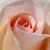 :iconForeverInWonderland: