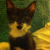:iconforeverowl: