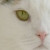 :iconforeversaiah:
