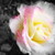 :iconforeveryoung03: