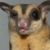 :iconforfauxsake: