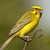 :iconforgotten-canary: