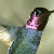 :iconforgotten-freedom: