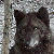 :iconForgotten-Ragdoll: