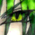 :iconforgottenmyname: