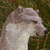 :iconformerwolfaboo: