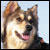 :iconforpawz: