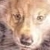 :iconforsaken-fox: