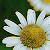 :iconforthethrill: