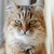 :iconfortunatogatto: