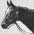 :iconForty-Second-Horse: