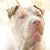 :iconforynia: