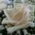 :iconforzenrose: