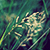 :iconfossilfuels: