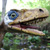 :iconfossilsmith: