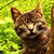 :iconfotodiseno: