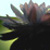:iconfotofaeria: