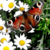 :iconfotojuliak: