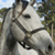 :iconfotosrus: