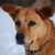 :iconfougueuxpetitcheval: