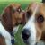 :iconfourfootbeagle42:
