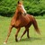 :iconfourfreehorses: